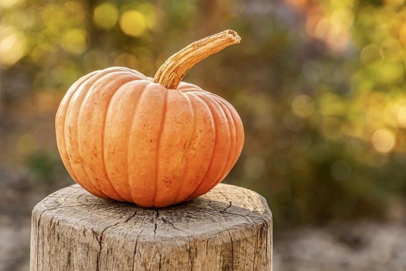 Fall Harvest